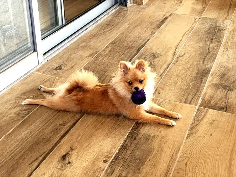 Types of Pet Flooring